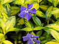 Vinca minor Illumination IMG_3724 Barwinek pospolity